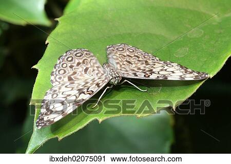 "Cracker butterfly (Hamadryas februa), found in South America" View Large Photo Image Stock Image - "Cracker butterfly (Hamadryas februa), found in South America". Fotosearch