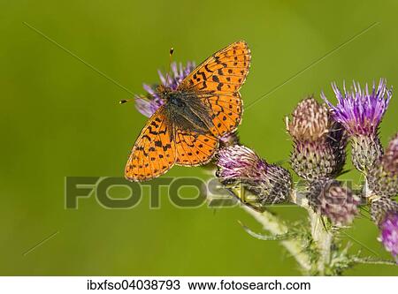 "Cranberry Fritillary (Boloria aquilonaris), rare, Harz, Lower Saxony, Germany, Europe" View Large Photo Image Stock Image - "Cranberry Fritillary (Boloria aquilonaris), rare, Harz, Lower Saxony, Germany, Europe". Fotosearch