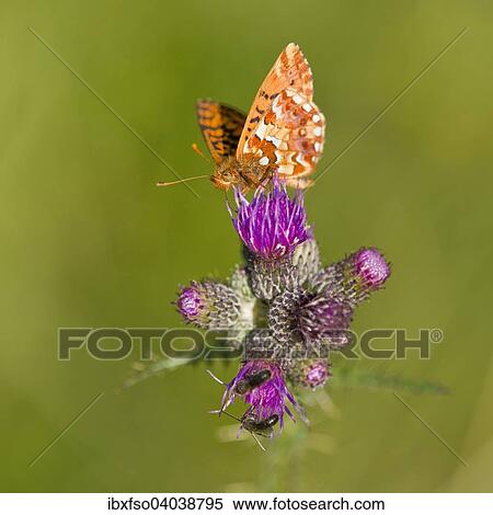 Stock Photography - "Cranberry Fritillary (Boloria aquilonaris), rare, Harz, Lower Saxony, Germany, Europe". Fotosearch