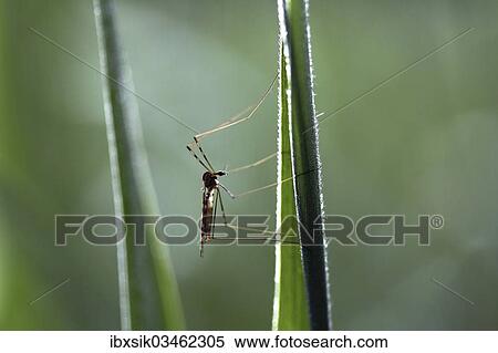 "Crane fly (Tipulidae), perched on bulrush, Ummendorfer Ried Nature Reserve, Ummendorf, Upper Swabia, Baden-Wurttemberg, Germany, Europe" View Large Photo Image Stock Photography - "Crane fly (Tipulidae), perched on bulrush, Ummendorfer Ried Nature Reserve, Ummendorf, Upper Swabia, Baden-Wurttemberg, Germany, Europe". Fotosearch