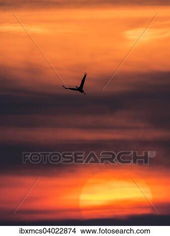 Picture - "Crane (Grus grus) at sunset, Zingst, Western Pomerania Lagoon Area National Park, Mecklenburg-Western Pomerania, Germany, Europe". Fotosearch