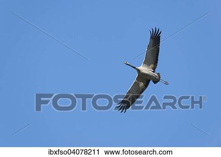 "Crane (Grus grus) in flight, Mecklenburg-Western Pomerania, Germany, Europe" View Large Photo Image Stock Image - "Crane (Grus grus) in flight, Mecklenburg-Western Pomerania, Germany, Europe". Fotosearch