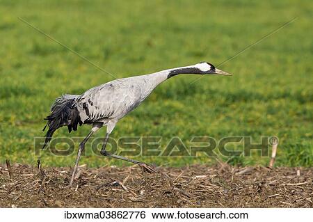 "Crane (Grus grus), taking off, Lower Saxony, Germany, Europe" View Large Photo Image Stock Photograph - "Crane (Grus grus), taking off, Lower Saxony, Germany, Europe". Fotosearch