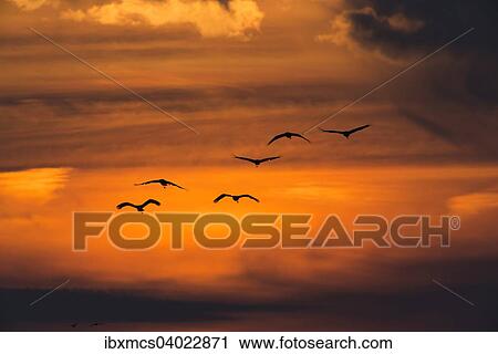 "Cranes (Grus grus) at sunset, Zingst, Western Pomerania Lagoon Area National Park, Mecklenburg-Western Pomerania, Germany, Europe" View Large Photo Image Stock Image - "Cranes (Grus grus) at sunset, Zingst, Western Pomerania Lagoon Area National Park, Mecklenburg-Western Pomerania, Germany, Europe". Fotosearch