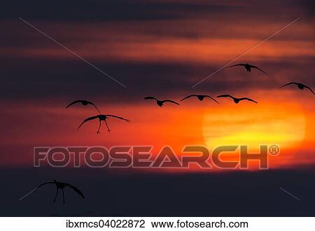 Stock Image - "Cranes (Grus grus) at sunset, Zingst, Western Pomerania Lagoon Area National Park, Mecklenburg-Western Pomerania, Germany, Europe". Fotosearch