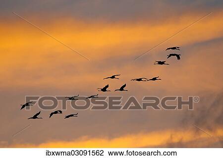 "Cranes (Grus grus), flock in flight in the evening light, Mecklenburg-Western Pomerania, Germany, Europe" View Large Photo Image Stock Image - "Cranes (Grus grus), flock in flight in the evening light, Mecklenburg-Western Pomerania, Germany, Europe". Fotosearch
