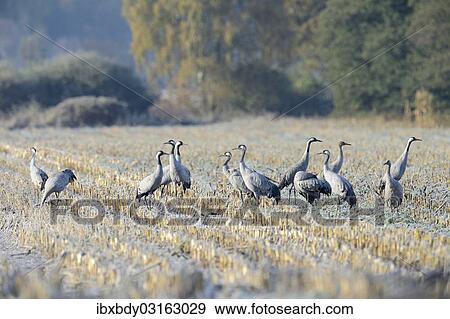 Stock Photo - "Cranes (Grus grus) foraging in a corn field in the morning, Tiste Bauernmoor, Burgsittensen, Lower Saxony, Germany, Europe". Fotosearch