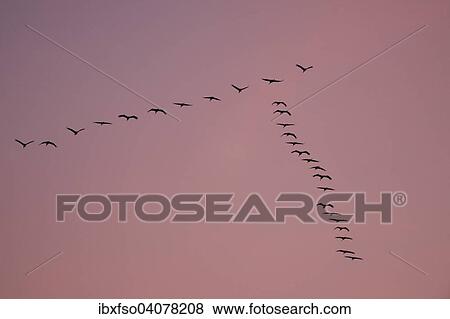 "Cranes (Grus grus) in flight, in a V-formation, Mecklenburg-Western Pomerania, Germany, Europe" View Large Photo Image Stock Photo - "Cranes (Grus grus) in flight, in a V-formation, Mecklenburg-Western Pomerania, Germany, Europe". Fotosearch