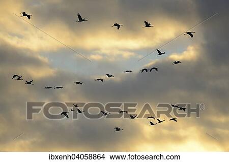 "Cranes (Grus grus) in flight, Brandenburg, Germany, Europe" View Large Photo Image Picture - "Cranes (Grus grus) in flight, Brandenburg, Germany, Europe". Fotosearch