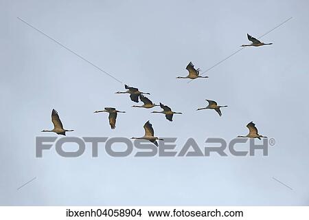 "Cranes (Grus grus) in flight, Brandenburg, Germany, Europe" View Large Photo Image Picture - "Cranes (Grus grus) in flight, Brandenburg, Germany, Europe". Fotosearch