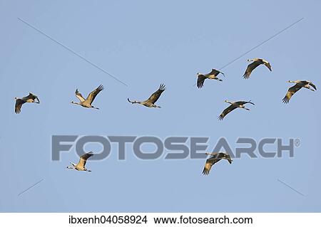 "Cranes (Grus grus) in flight, Brandenburg, Germany, Europe" View Large Photo Image Picture - "Cranes (Grus grus) in flight, Brandenburg, Germany, Europe". Fotosearch