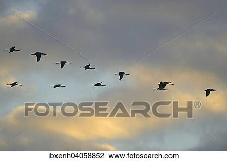 Stock Image - "Cranes (Grus grus) in flight, Brandenburg, Germany, Europe". Fotosearch