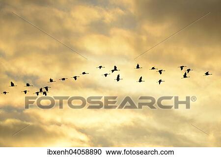 "Cranes (Grus grus) in flight, Brandenburg, Germany, Europe" View Large Photo Image Stock Image - "Cranes (Grus grus) in flight, Brandenburg, Germany, Europe". Fotosearch