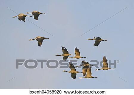 "Cranes (Grus grus) in flight, Brandenburg, Germany, Europe" View Large Photo Image Stock Image - "Cranes (Grus grus) in flight, Brandenburg, Germany, Europe". Fotosearch