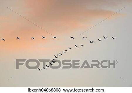 Stock Photo - "Cranes (Grus grus) in flight, Brandenburg, Germany, Europe". Fotosearch