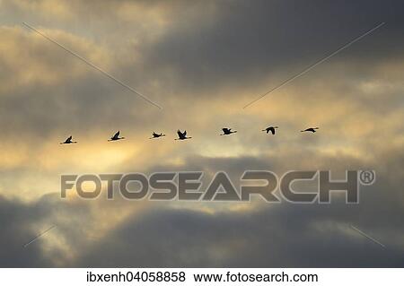 "Cranes (Grus grus) in flight, Brandenburg, Germany, Europe" View Large Photo Image Stock Photo - "Cranes (Grus grus) in flight, Brandenburg, Germany, Europe". Fotosearch