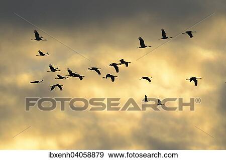 "Cranes (Grus grus) in flight, Brandenburg, Germany, Europe" View Large Photo Image Stock Photo - "Cranes (Grus grus) in flight, Brandenburg, Germany, Europe". Fotosearch