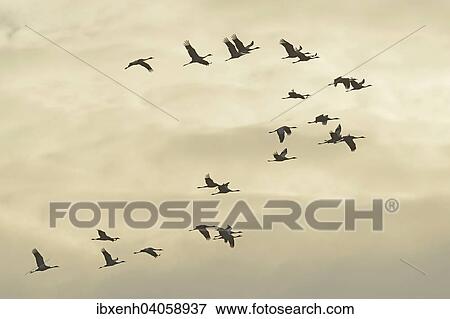 "Cranes (Grus grus) in flight, Brandenburg, Germany, Europe" View Large Photo Image Stock Photo - "Cranes (Grus grus) in flight, Brandenburg, Germany, Europe". Fotosearch