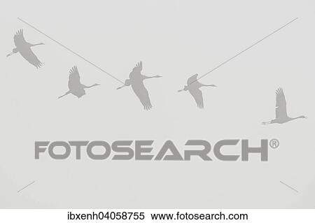 "Cranes (Grus grus) in flight, Brandenburg, Germany, Europe" View Large Photo Image Stock Photography - "Cranes (Grus grus) in flight, Brandenburg, Germany, Europe". Fotosearch
