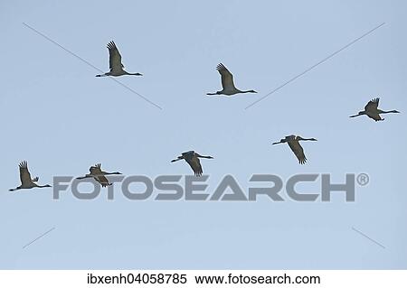 "Cranes (Grus grus) in flight, Brandenburg, Germany, Europe" View Large Photo Image Stock Photography - "Cranes (Grus grus) in flight, Brandenburg, Germany, Europe". Fotosearch