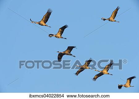 "Cranes (Grus grus) in flight, Zingst, Western Pomerania Lagoon Area National Park, Mecklenburg-Western Pomerania, Germany, Europe" View Large Photo Image Picture - "Cranes (Grus grus) in flight, Zingst, Western Pomerania Lagoon Area National Park, Mecklenburg-Western Pomerania, Germany, Europe". Fotosearch