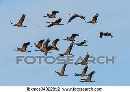 "Cranes (Grus grus) in flight, Zingst, Western Pomerania Lagoon Area National Park, Mecklenburg-Western Pomerania, Germany, Europe" View Large Photo Image Stock Image - "Cranes (Grus grus) in flight, Zingst, Western Pomerania Lagoon Area National Park, Mecklenburg-Western Pomerania, Germany, Europe". Fotosearch