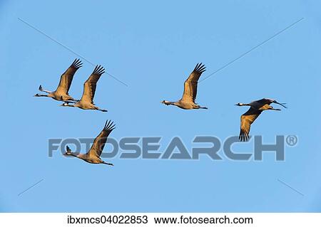 "Cranes (Grus grus) in flight, Zingst, Western Pomerania Lagoon Area National Park, Mecklenburg-Western Pomerania, Germany, Europe" View Large Photo Image Stock Image - "Cranes (Grus grus) in flight, Zingst, Western Pomerania Lagoon Area National Park, Mecklenburg-Western Pomerania, Germany, Europe". Fotosearch
