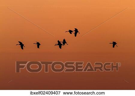 "Cranes (Grus grus) in the evening sky, Jerichower Land, Saxony-Anhalt, Germany, Europe" View Large Photo Image Stock Photo - "Cranes (Grus grus) in the evening sky, Jerichower Land, Saxony-Anhalt, Germany, Europe". Fotosearch