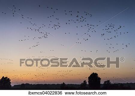 Stock Photograph - "Cranes (Grus grus) in the evening light, Linum, Brandenburg, Germany, Europe". Fotosearch