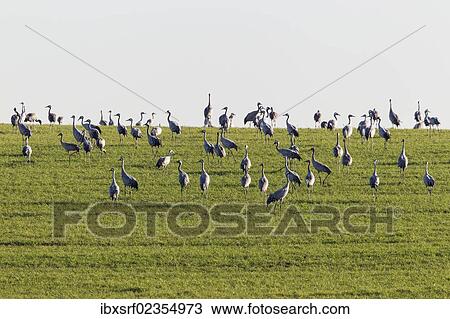 Stock Image - "Cranes (Grus grus) on a meadow, Ruegen Island, Mecklenburg-Western Pomerania, Germany, Europe". Fotosearch