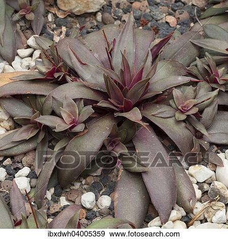 "Crassula orbicularis var. rosularis, native to South Africa" View Large Photo Image Stock Photo - "Crassula orbicularis var. rosularis, native to South Africa". Fotosearch