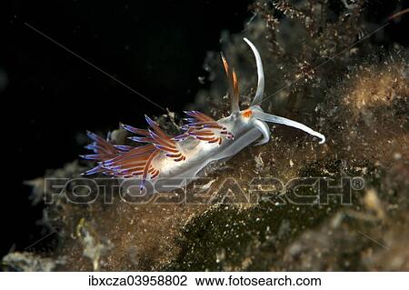 Stock Image - "Cratena slug (Cratena peregrina), Mediterranean Sea, Croatia, Europe". Fotosearch