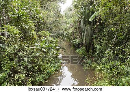 "Creek flowing through dense jungle, primary forest, Andasibe-Mantadia National Park, Alaotra Mangoro region, Madagascar, Africa" View Large Photo Image Stock Photo - "Creek flowing through dense jungle, primary forest, Andasibe-Mantadia National Park, Alaotra Mangoro region, Madagascar, Africa". Fotosearch