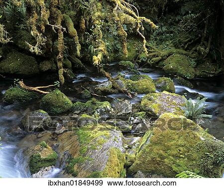 "Creek in a rainforest, New Zealand, Oceania" View Large Photo Image Stock Photo - "Creek in a rainforest, New Zealand, Oceania". Fotosearch