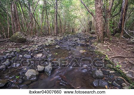 Stock Image - "Creek in the forest, Black River Gorges National Park, Chamarel, Mauritius, Africa". Fotosearch