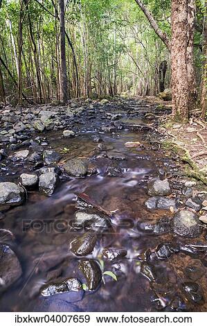 "Creek in the forest, Black River Gorges National Park, Chamarel, Mauritius, Africa" View Large Photo Image Stock Photo - "Creek in the forest, Black River Gorges National Park, Chamarel, Mauritius, Africa". Fotosearch