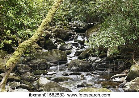"Creek near Torc Waterfall, Killarney National Park, County Kerry, Ireland, British Isles, Europe" View Large Photo Image Stock Image - "Creek near Torc Waterfall, Killarney National Park, County Kerry, Ireland, British Isles, Europe". Fotosearch