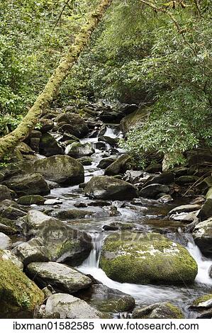 "Creek near Torc Waterfall, Killarney National Park, County Kerry, Ireland, British Isles, Europe" View Large Photo Image Stock Photography - "Creek near Torc Waterfall, Killarney National Park, County Kerry, Ireland, British Isles, Europe". Fotosearch
