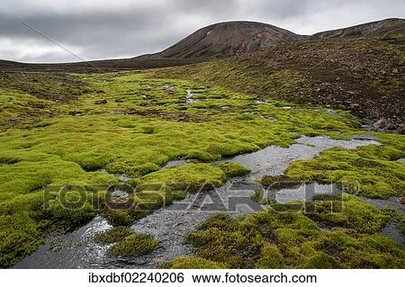 Stock Photograph - "Creek surrounded by moss, rhyolite mountains, Landmannalaugar, Fjallabak Nature Reserve, Highlands of Iceland, Iceland, Europe". Fotosearch
