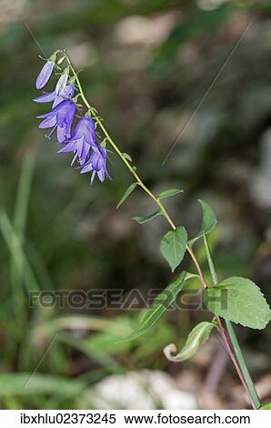 "Creeping Bellflower or Rampion Bellflower (Campanula rapunculoides), Bad Urach, Baden-Wuerttemberg, Germany, Europe" View Large Photo Image Stock Photography - "Creeping Bellflower or Rampion Bellflower (Campanula rapunculoides), Bad Urach, Baden-Wuerttemberg, Germany, Europe". Fotosearch