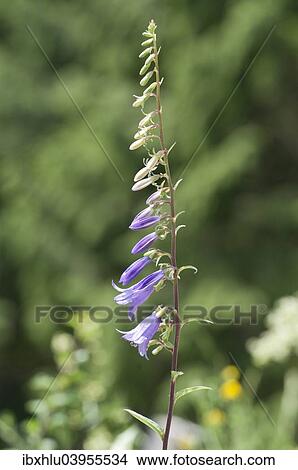 Picture - "Creeping Bellflower or Rover Bellflower (Campanula rapunculoides), Baden-Wurttemberg, Germany, Europe". Fotosearch