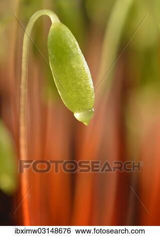 Stock Photograph - "Creeping feather-moss (Amblystegium serpens), capsule of a sporophyte, Stuttgart, Baden-Wurttemberg, Germany, Europe". Fotosearch