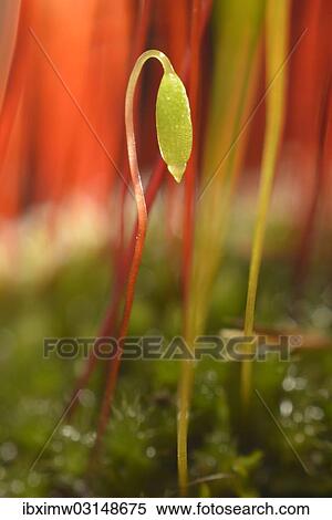 Stock Photography - "Creeping feather-moss (Amblystegium serpens), sporophyte with seta and capsule, Stuttgart, Baden-Wurttemberg, Germany, Europe". Fotosearch