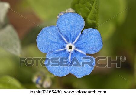 "Creeping Navelwort or Blue-eyed Mary (Omphalodes verna), flowering, Untergroningen, Abtsgmuend, Baden-Wurttemberg, Germany, Europe" View Large Photo Image Stock Image - "Creeping Navelwort or Blue-eyed Mary (Omphalodes verna), flowering, Untergroningen, Abtsgmuend, Baden-Wurttemberg, Germany, Europe". Fotosearch