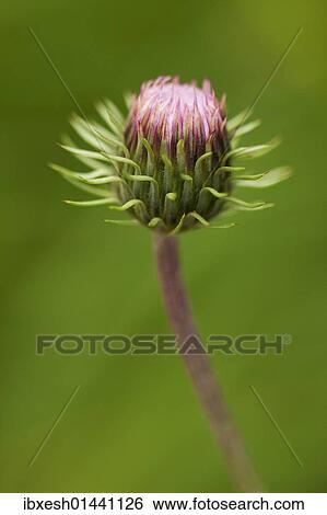 Stock Photograph - Creeping Thistle (Cirsium arvense). Fotosearch