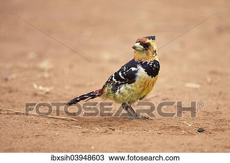 "Crested barbet (Trachyphonus vaillantii), Kruger National Park, South Africa, Africa" View Large Photo Image Stock Image - "Crested barbet (Trachyphonus vaillantii), Kruger National Park, South Africa, Africa". Fotosearch