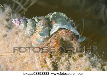 "Crested Hermit Crab (Pagurus pectinatus), Sea of Japan, Primorsky Krai, Russia, Europe" View Large Photo Image Stock Image - "Crested Hermit Crab (Pagurus pectinatus), Sea of Japan, Primorsky Krai, Russia, Europe". Fotosearch