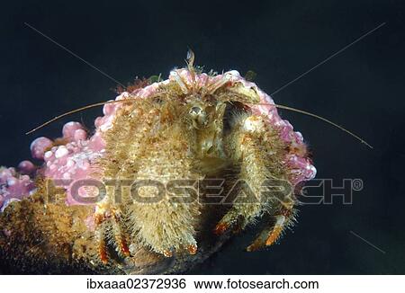 Stock Photograph - "Crested Hermit crab (Pagurus pectinatus), Japan Sea, Far East, Primorsky Krai, Russian Federation". Fotosearch