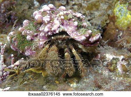 "Crested Hermit crab (Pagurus pectinatus), Japan Sea, Primorsky Krai, Russian Federation, Far East" View Large Photo Image Stock Photography - "Crested Hermit crab (Pagurus pectinatus), Japan Sea, Primorsky Krai, Russian Federation, Far East". Fotosearch