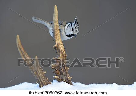 "Crested Tit (Lophophanes cristatus) perched on deer antlers in the snow, Swabian Alb biosphere reserve, Baden-Wurttemberg, Germany, Europe" View Large Photo Image Stock Image - "Crested Tit (Lophophanes cristatus) perched on deer antlers in the snow, Swabian Alb biosphere reserve, Baden-Wurttemberg, Germany, Europe". Fotosearch